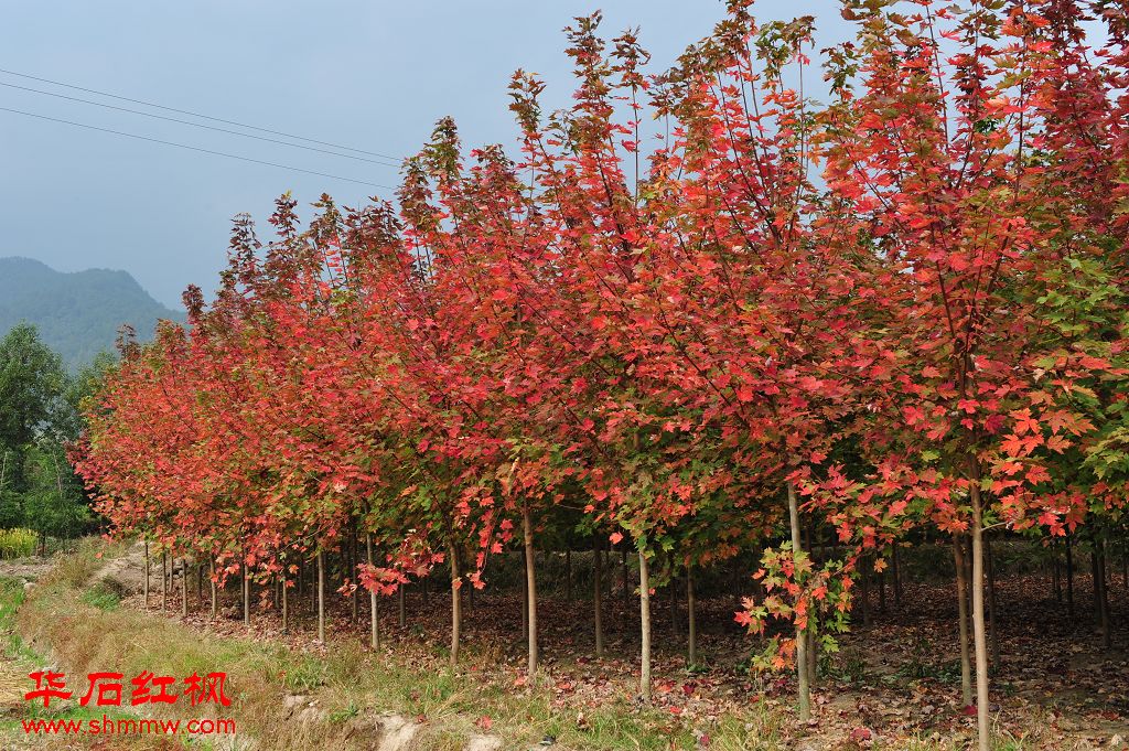 美国红枫秋火焰